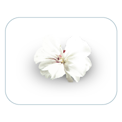 layout miscela_Vaniglia